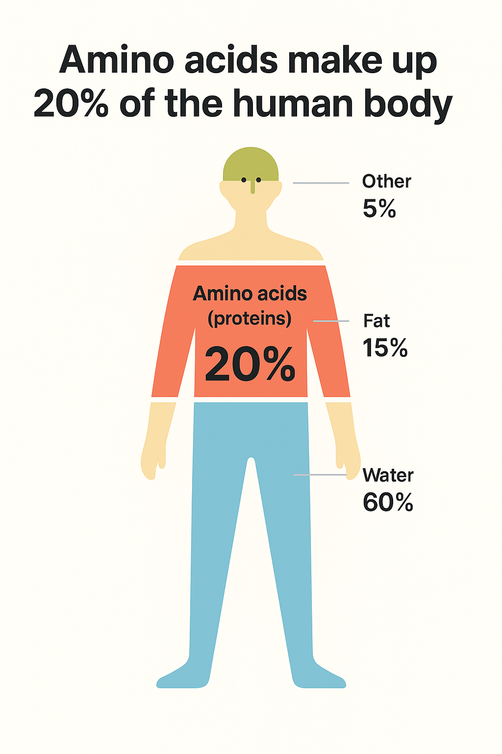 The Benefits of Amino Acids for Health and Fitness